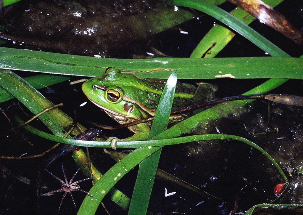 A big green frog in a wetland, surrounded by green plants